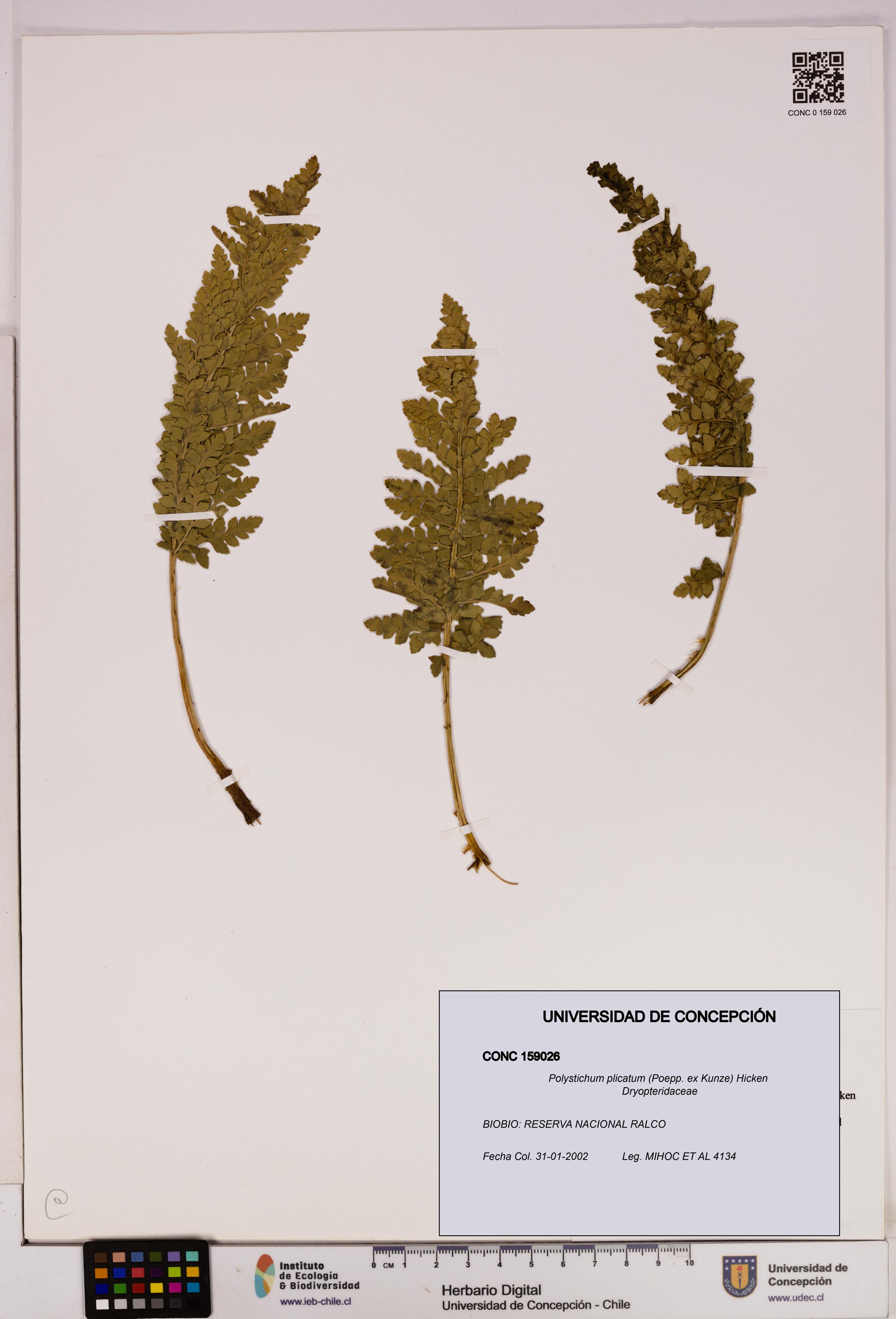 Polystichum plicatum [Espécimen: UDEC:CONC:0159026]