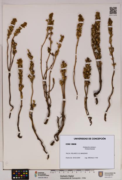 Orobanche ramosa [Espécimen: UDEC:CONC:0159036]