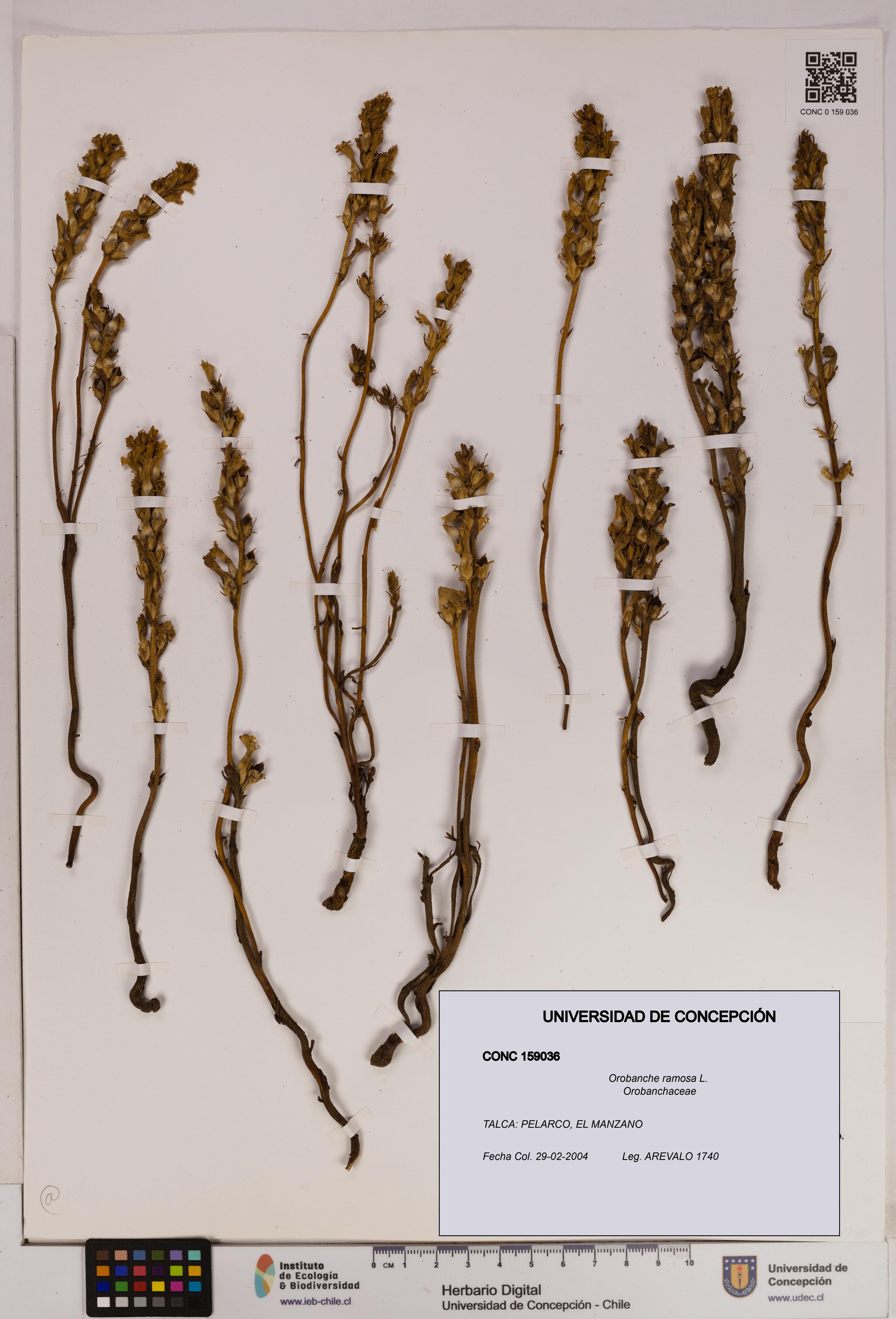 Orobanche ramosa [Espécimen: UDEC:CONC:0159036]
