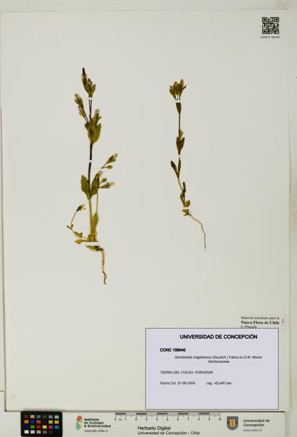 Gentianella magellanica [Espécimen: UDEC:CONC:0159040]