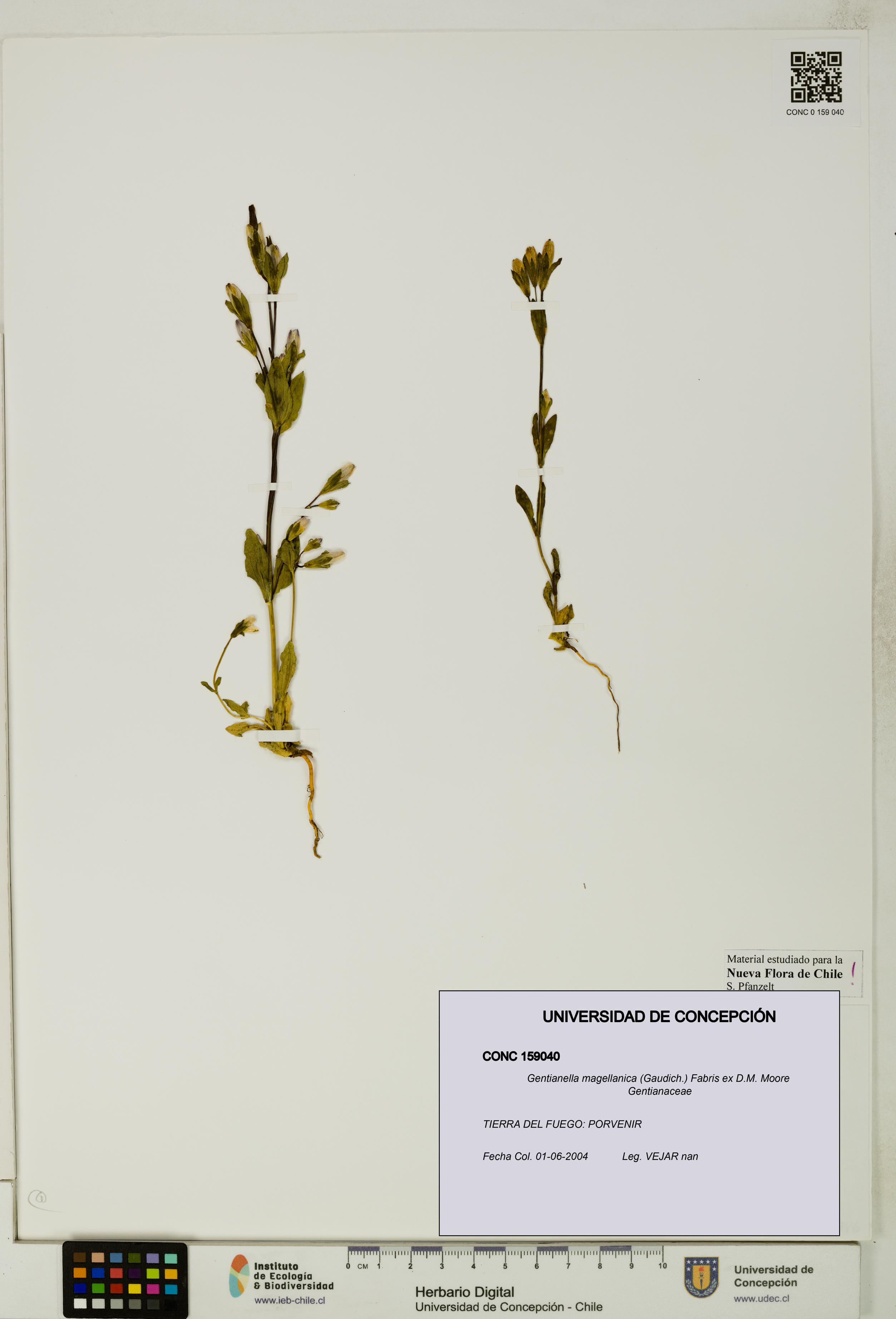 Gentianella magellanica [Espécimen: UDEC:CONC:0159040]