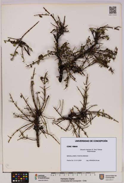 Discaria chacaye [Espécimen: UDEC:CONC:0159043]