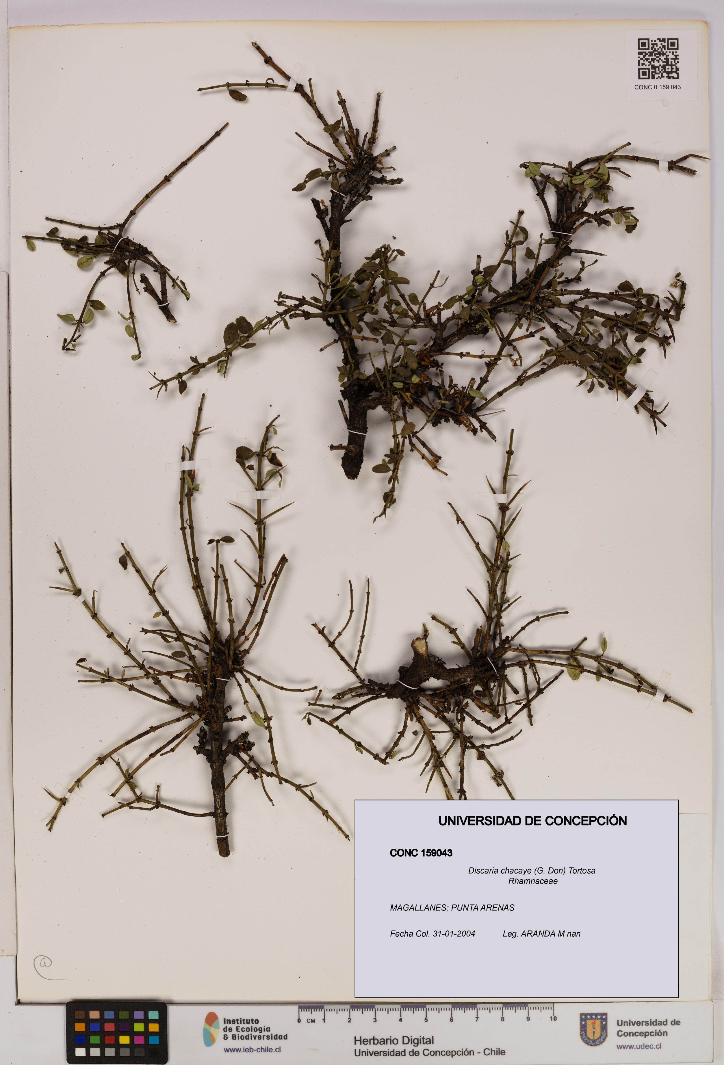 Discaria chacaye [Espécimen: UDEC:CONC:0159043]