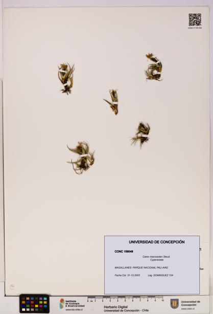 Carex macrosolen [Espécimen: UDEC:CONC:0159048]