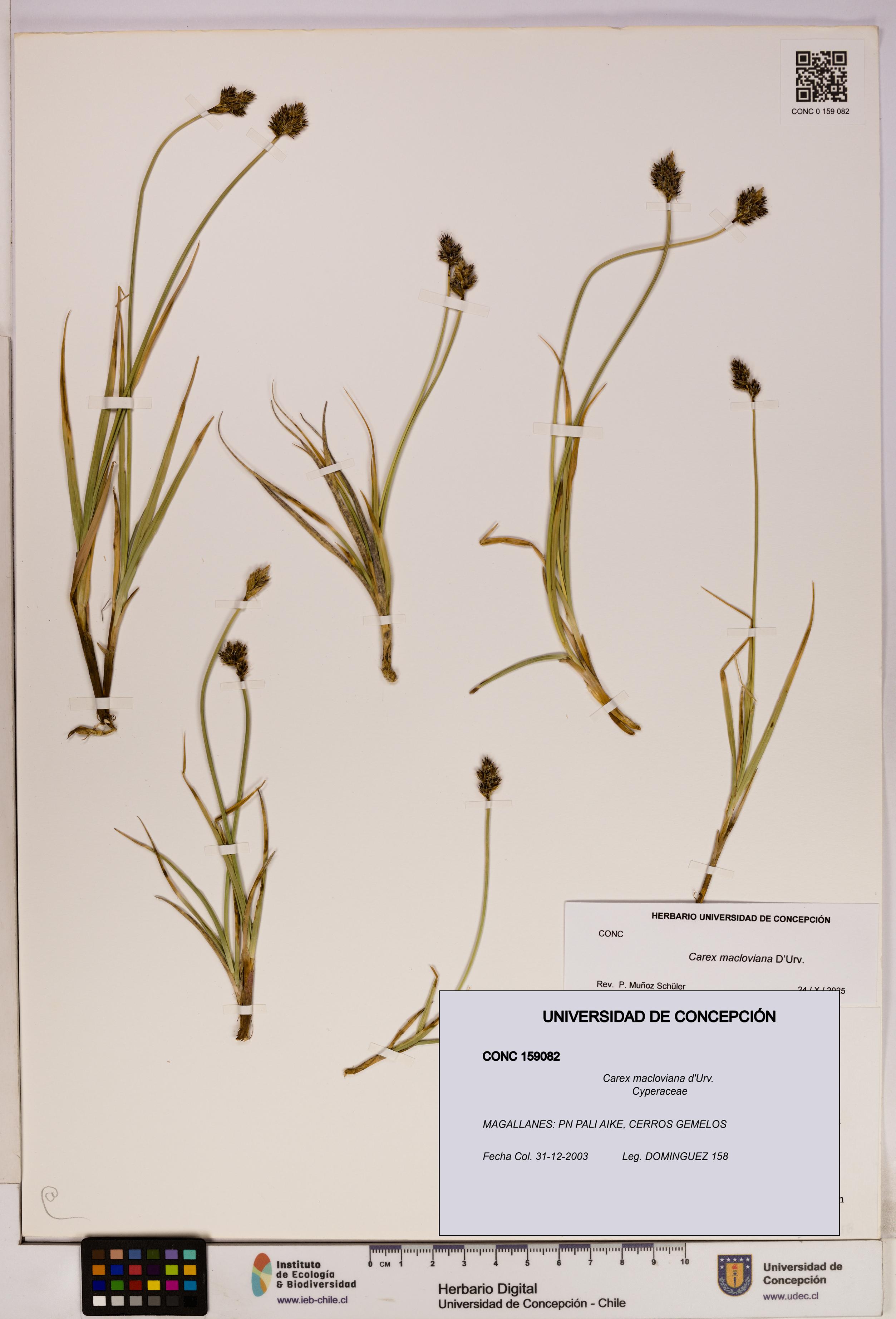 Carex macloviana [Espécimen: UDEC:CONC:0159082]