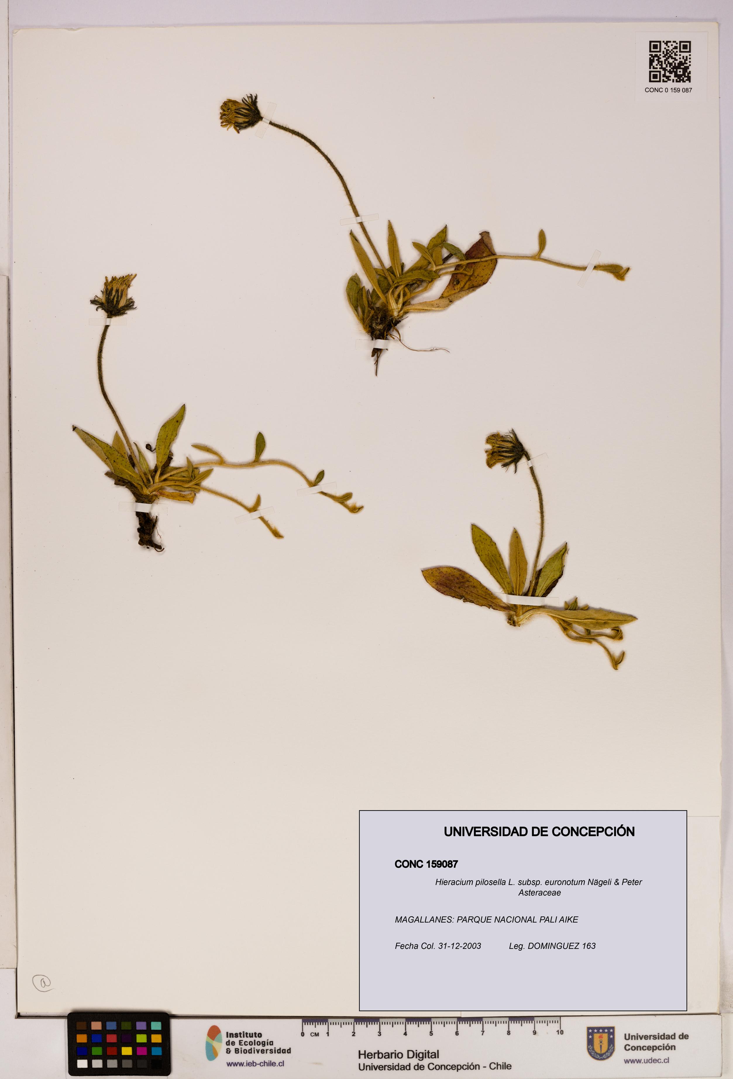 Hieracium pilosella [Espécimen: UDEC:CONC:0159087]