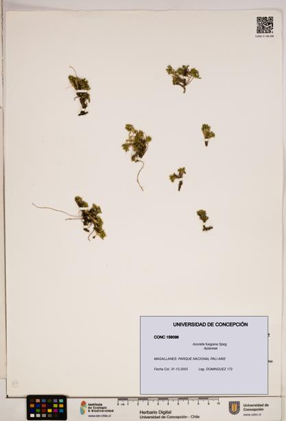 Azorella fuegiana [Espécimen: ]