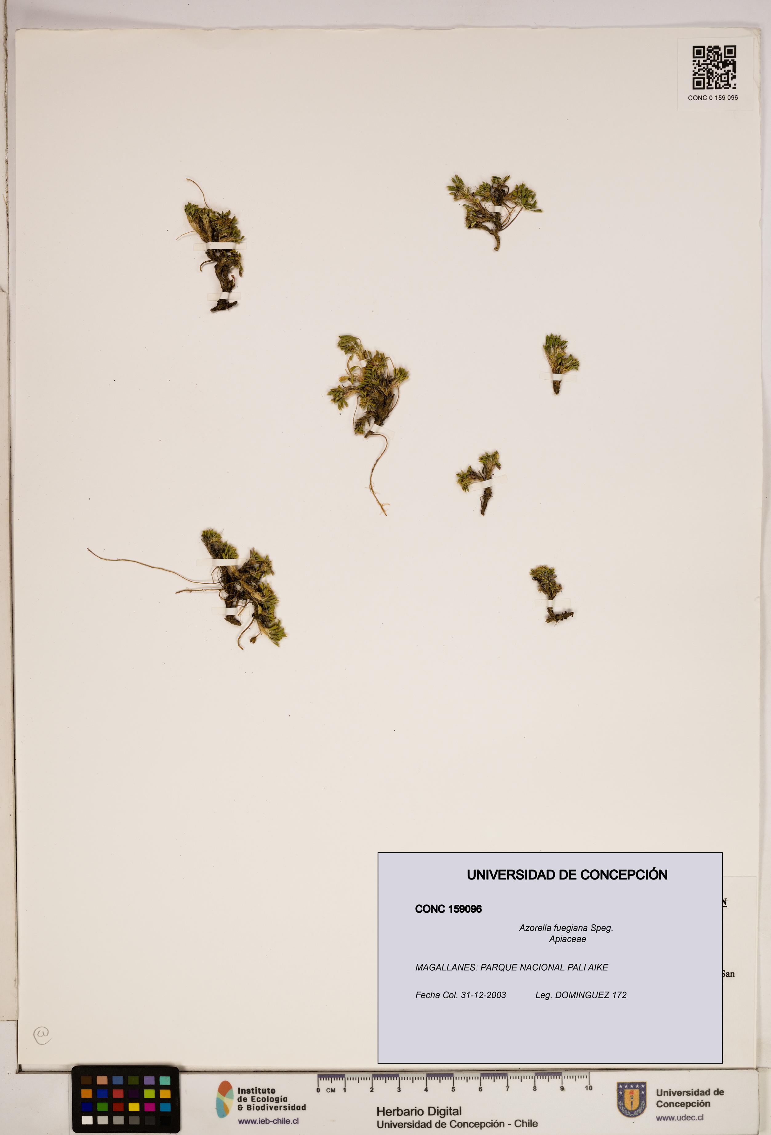 Azorella fuegiana [Espécimen: ]