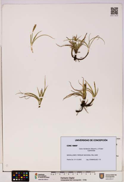 Carex meridensis [Espécimen: UDEC:CONC:0159097]