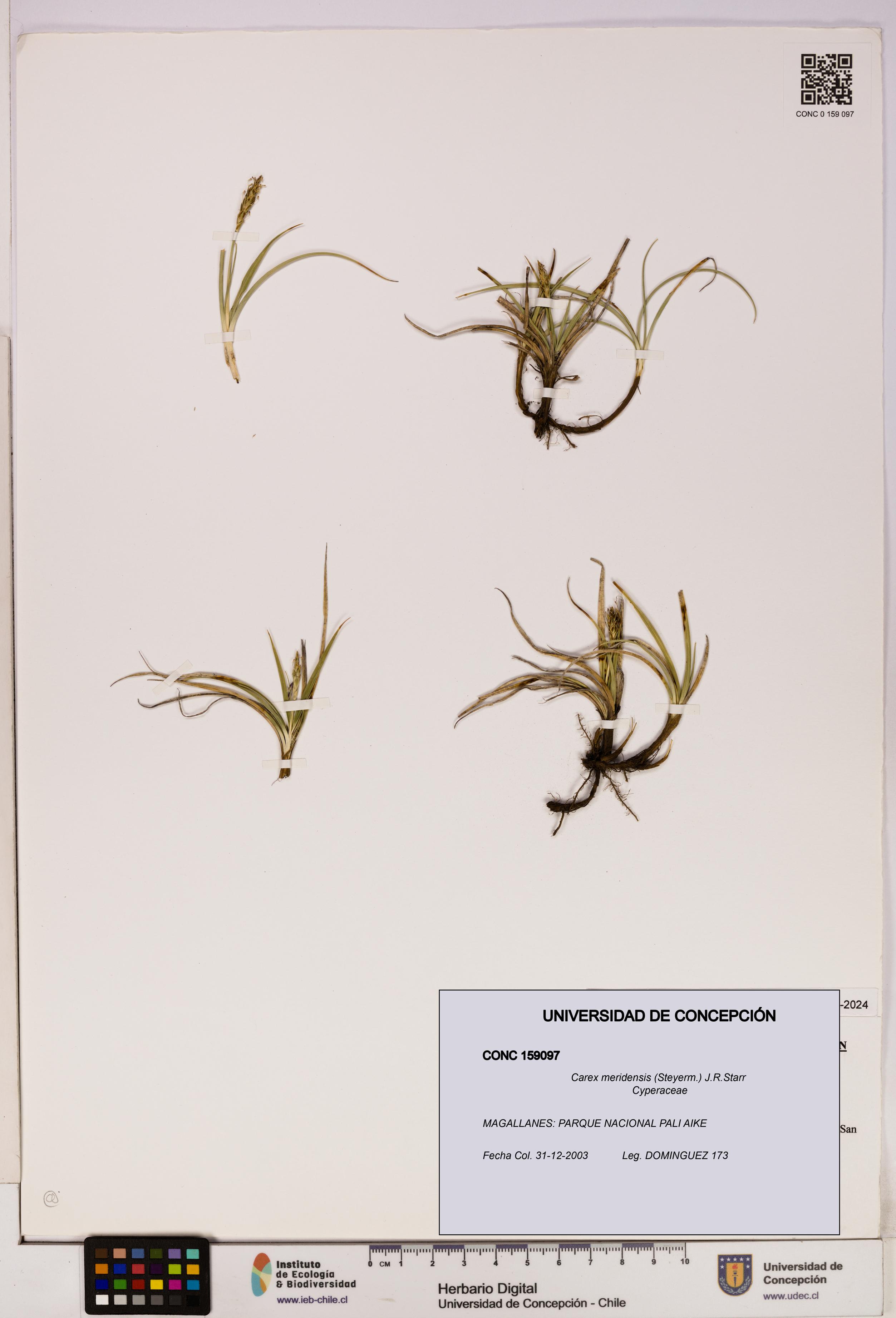 Carex meridensis [Espécimen: UDEC:CONC:0159097]
