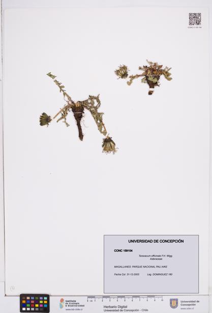 Taraxacum officinale [Espécimen: ]
