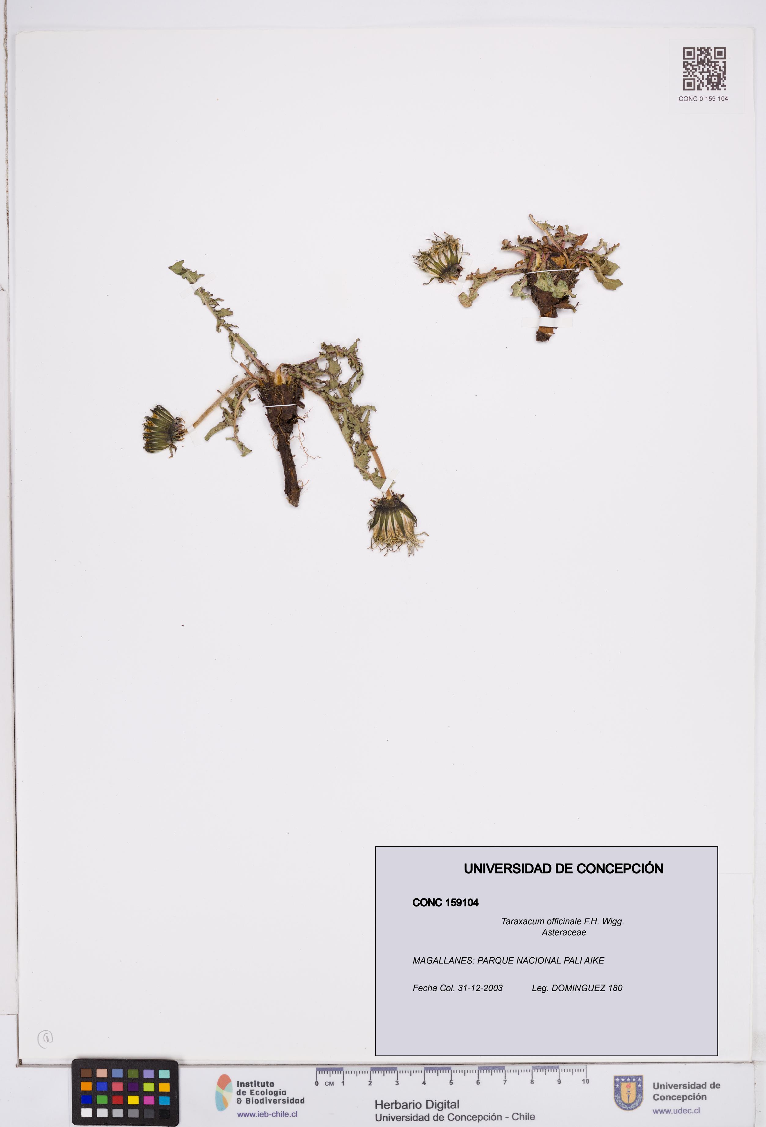 Taraxacum officinale [Espécimen: ]