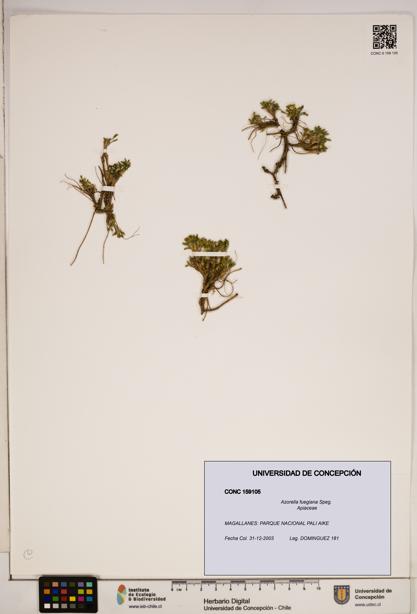 Azorella fuegiana [Espécimen: ]