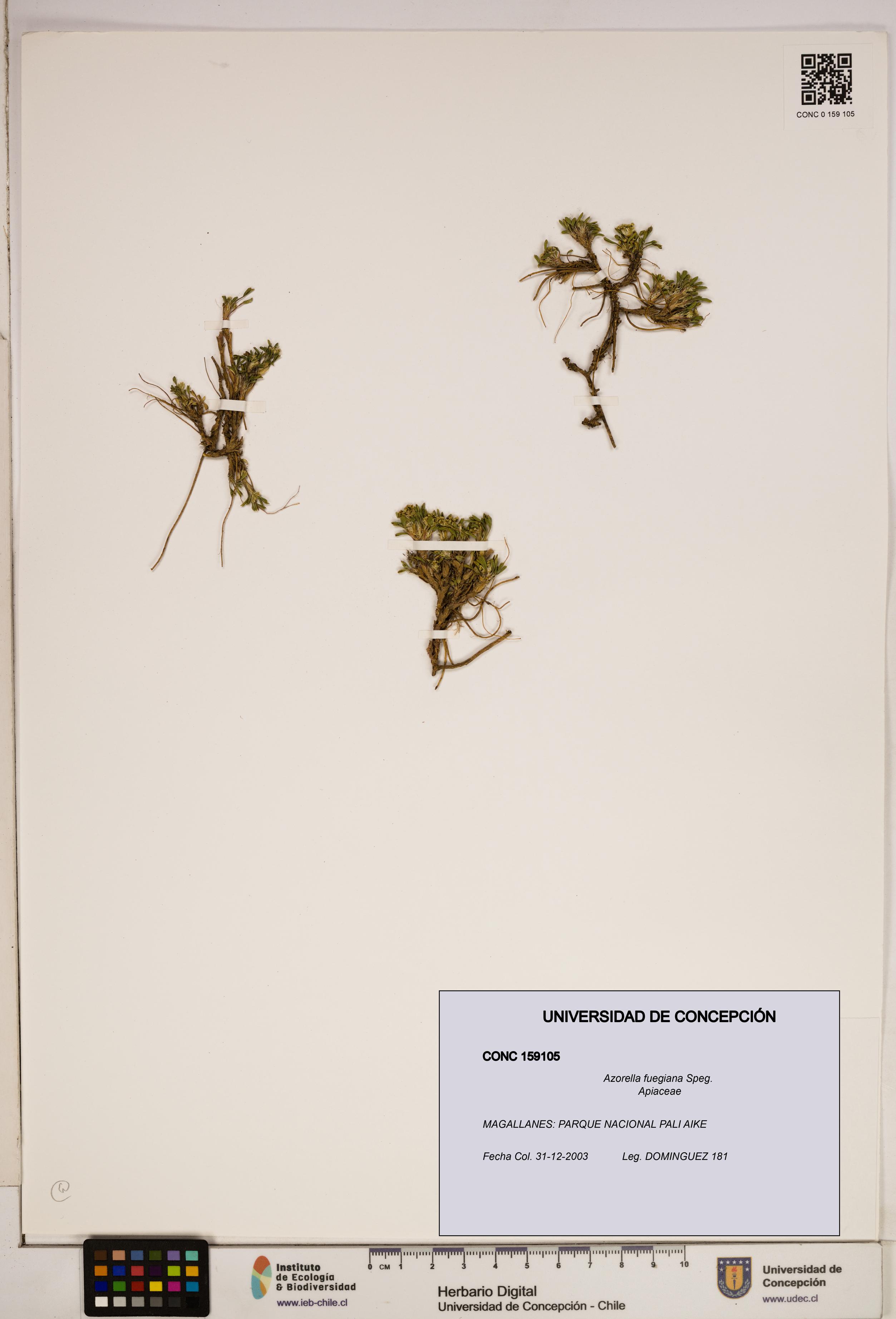 Azorella fuegiana [Espécimen: ]