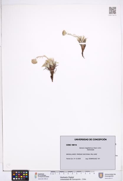 Senecio magellanicus [Espécimen: ]