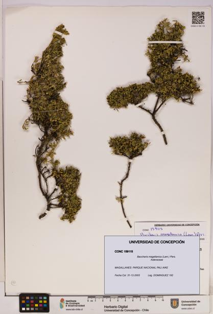 Baccharis magellanica [Espécimen: UDEC:CONC:0159115]