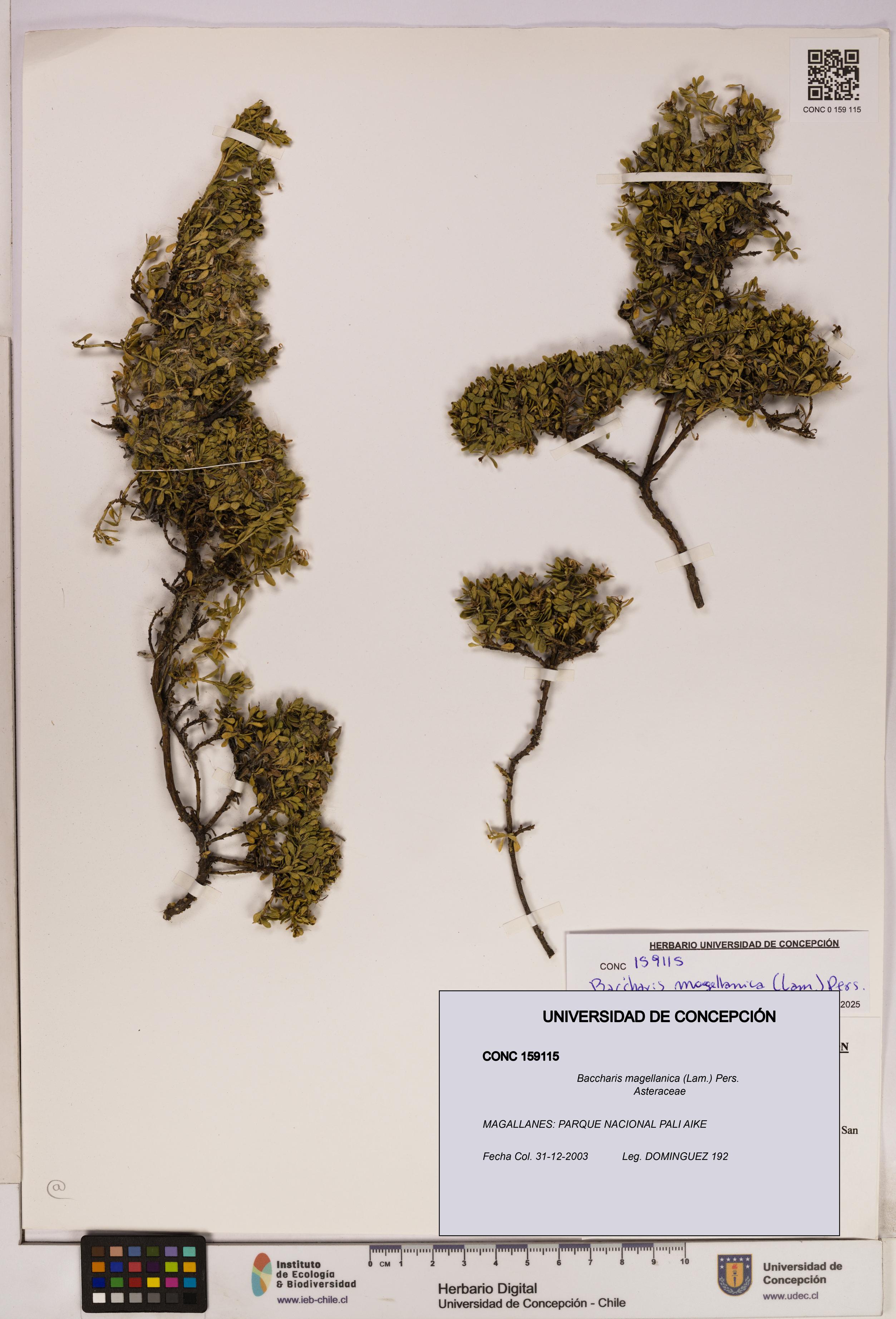Baccharis magellanica [Espécimen: UDEC:CONC:0159115]