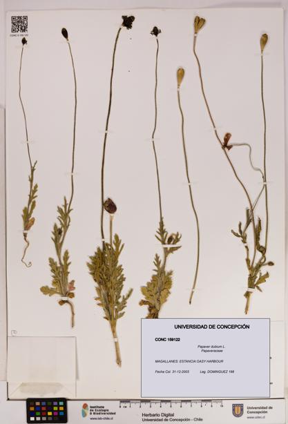 Papaver dubium [Espécimen: UDEC:CONC:0159122]