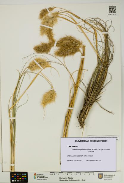 Cortaderia egmontiana [Espécimen: UDEC:CONC:0159125]