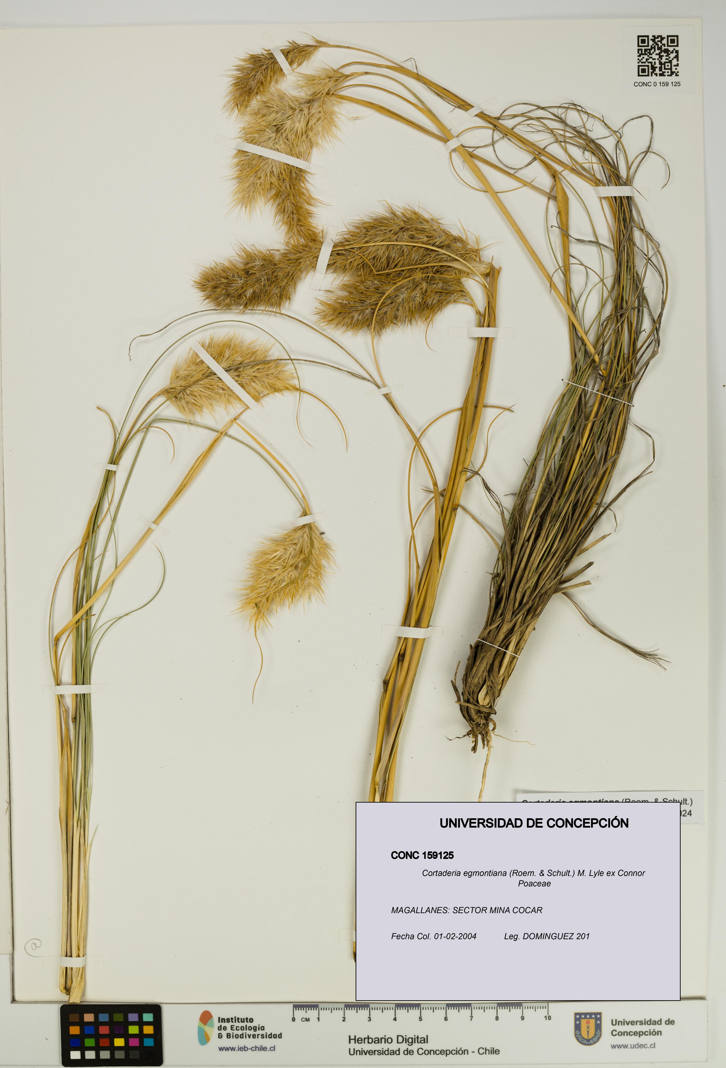 Cortaderia egmontiana [Espécimen: UDEC:CONC:0159125]