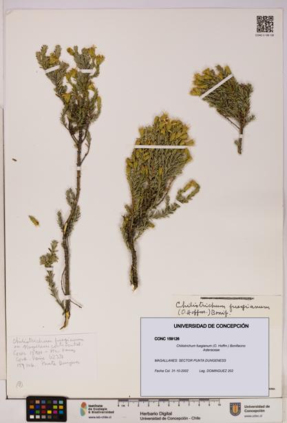 Chiliotrichum fuegianum [Espécimen: UDEC:CONC:0159126]