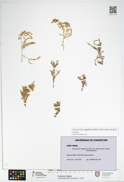 Sarcocornia magellanica [Espécimen: UDEC:CONC:0159128]
