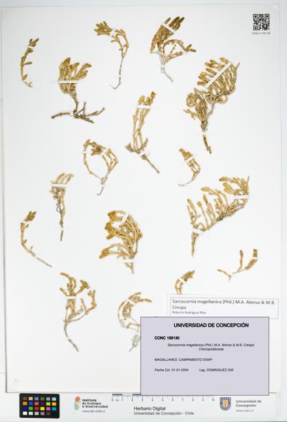 Sarcocornia magellanica [Espécimen: UDEC:CONC:0159130]