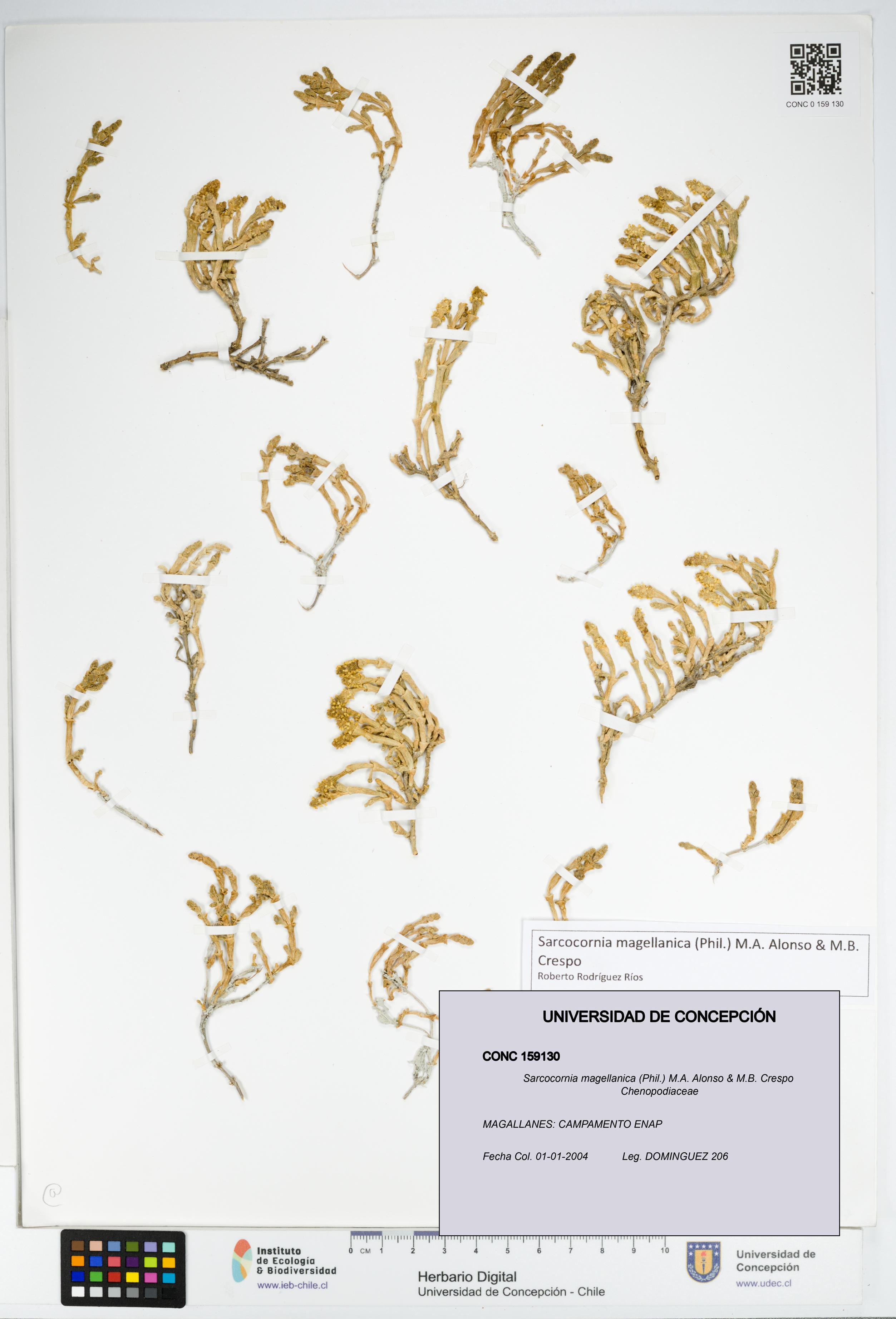 Sarcocornia magellanica [Espécimen: UDEC:CONC:0159130]