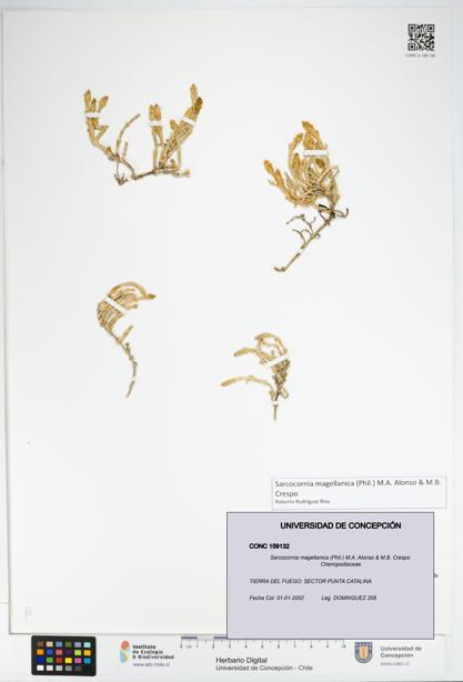 Sarcocornia magellanica [Espécimen: UDEC:CONC:0159132]