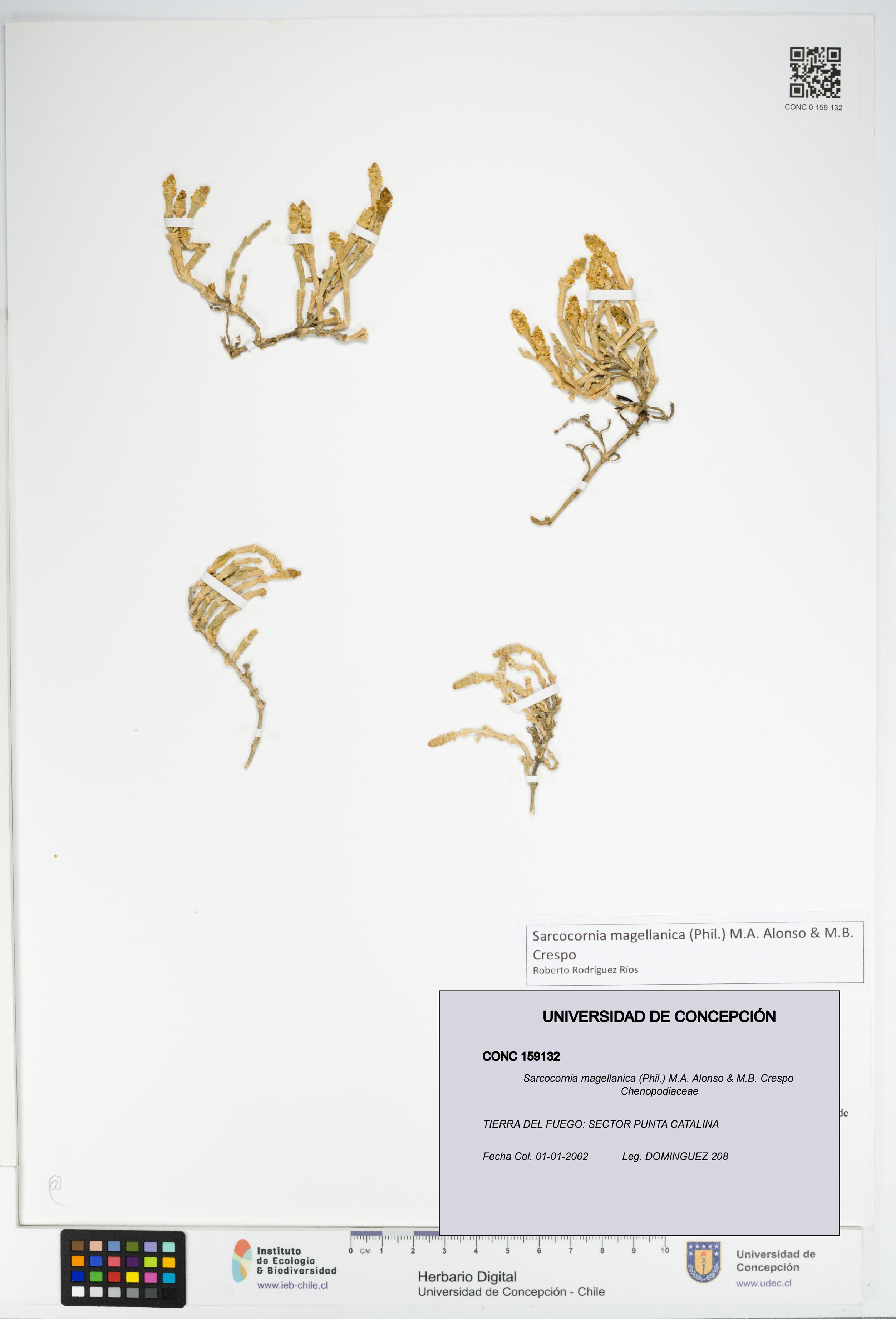 Sarcocornia magellanica [Espécimen: UDEC:CONC:0159132]