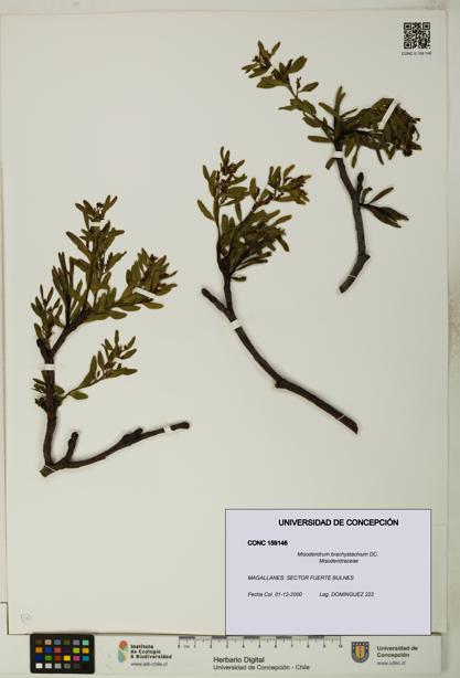 Misodendrum brachystachium [Espécimen: UDEC:CONC:0159146]