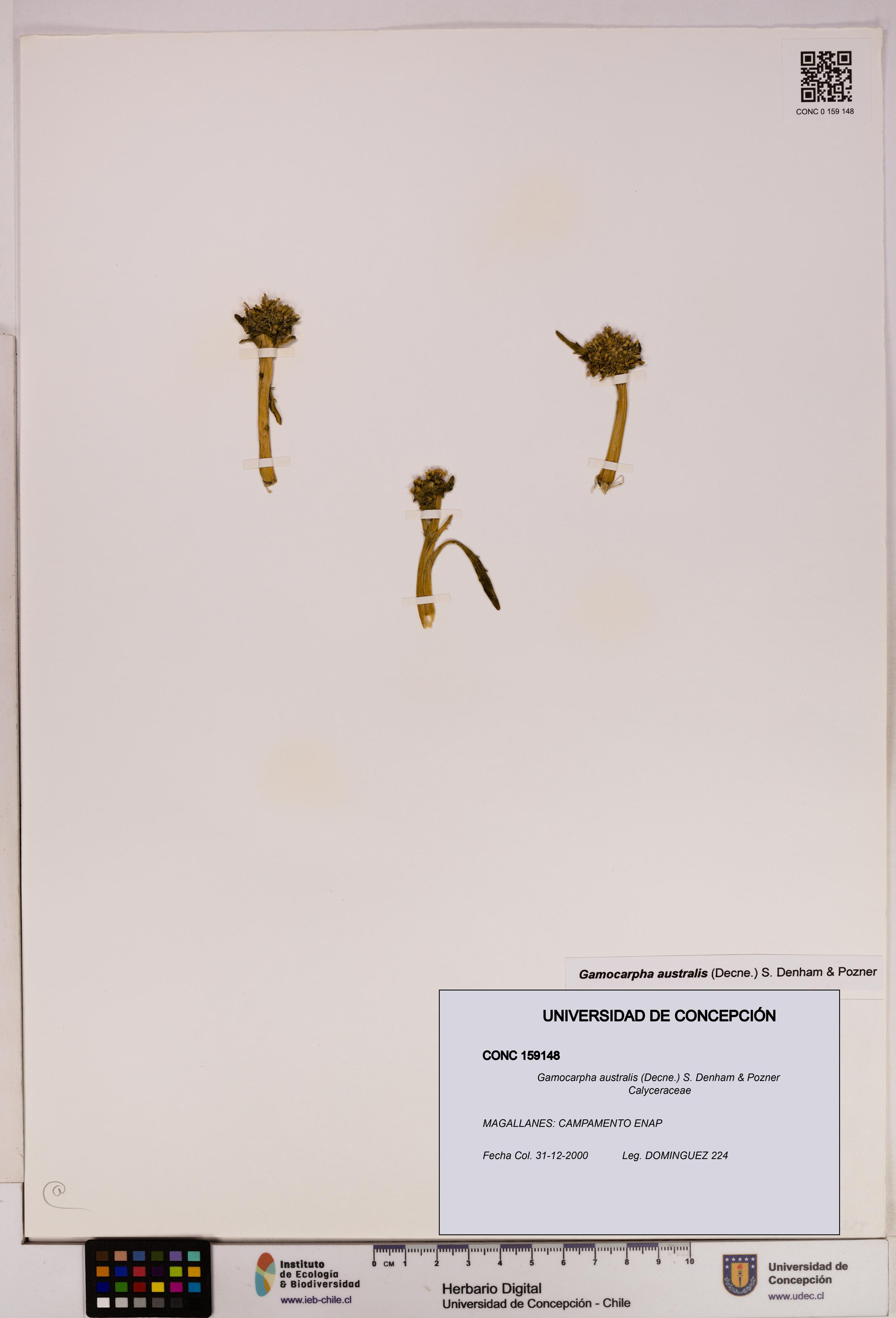 Gamocarpha australis [Espécimen: UDEC:CONC:0159148]