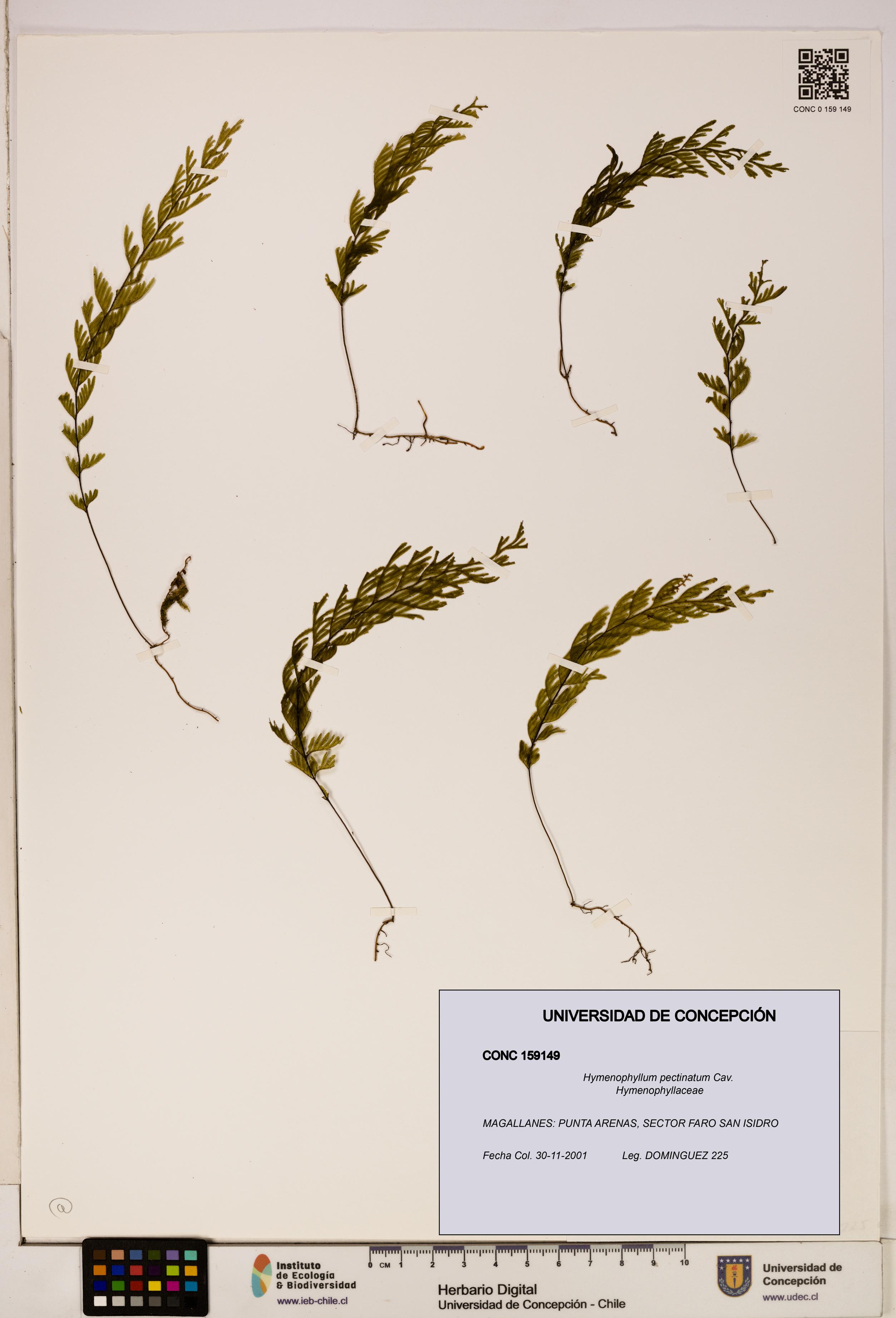 Hymenophyllum pectinatum [Espécimen: ]