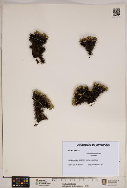 Azorella monantha [Espécimen: ]