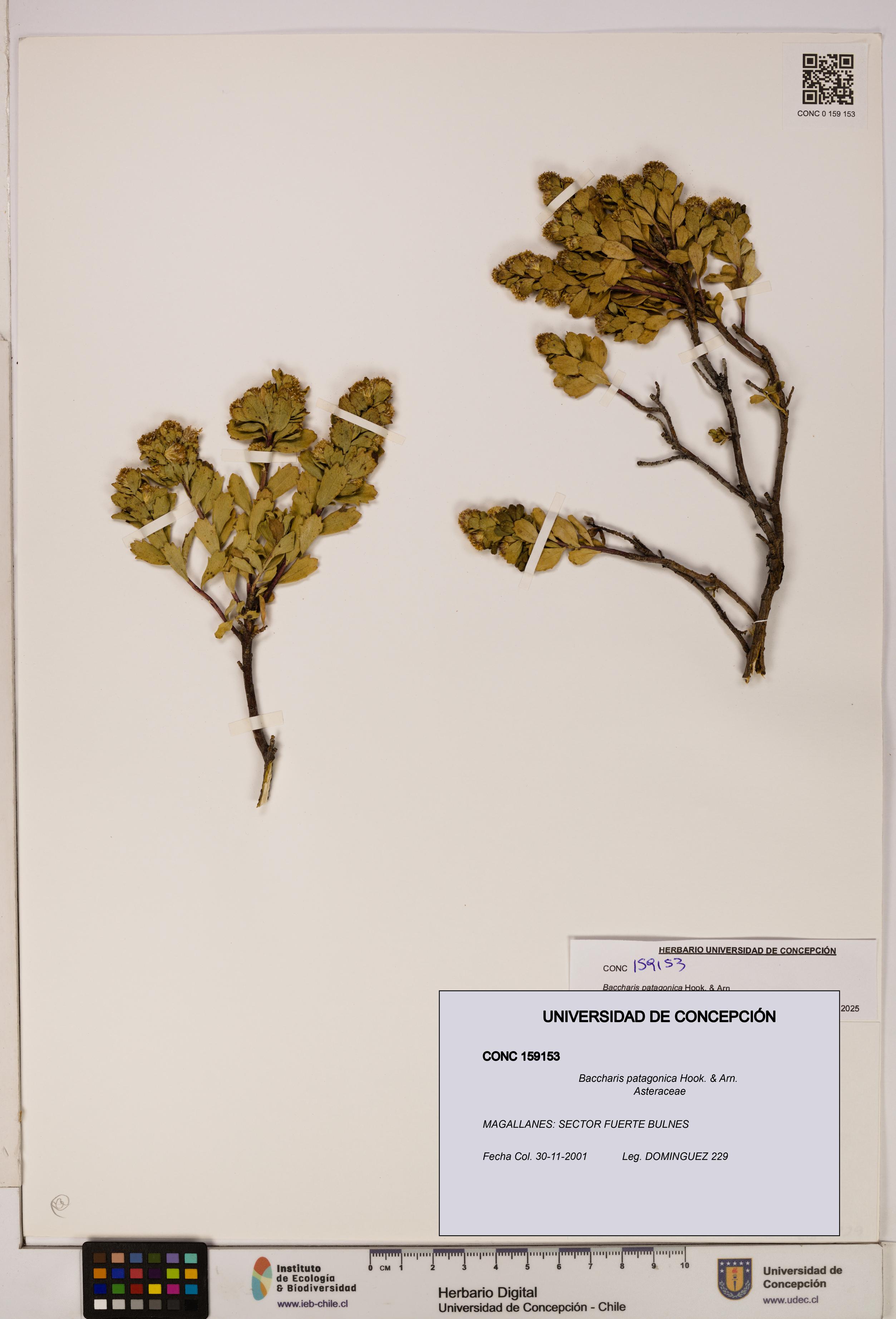 Baccharis patagonica [Espécimen: UDEC:CONC:0159153]