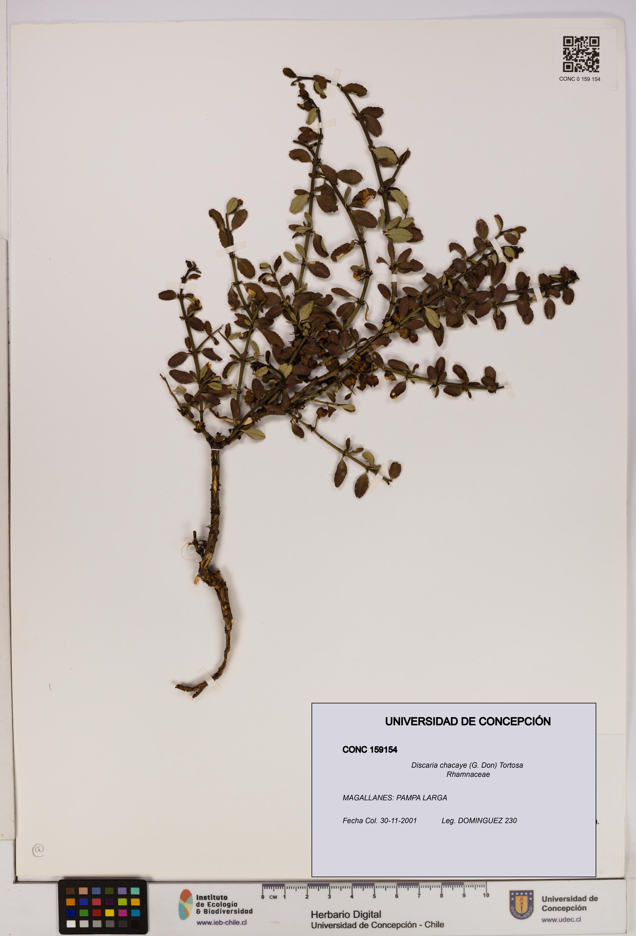 Discaria chacaye [Espécimen: UDEC:CONC:0159154]