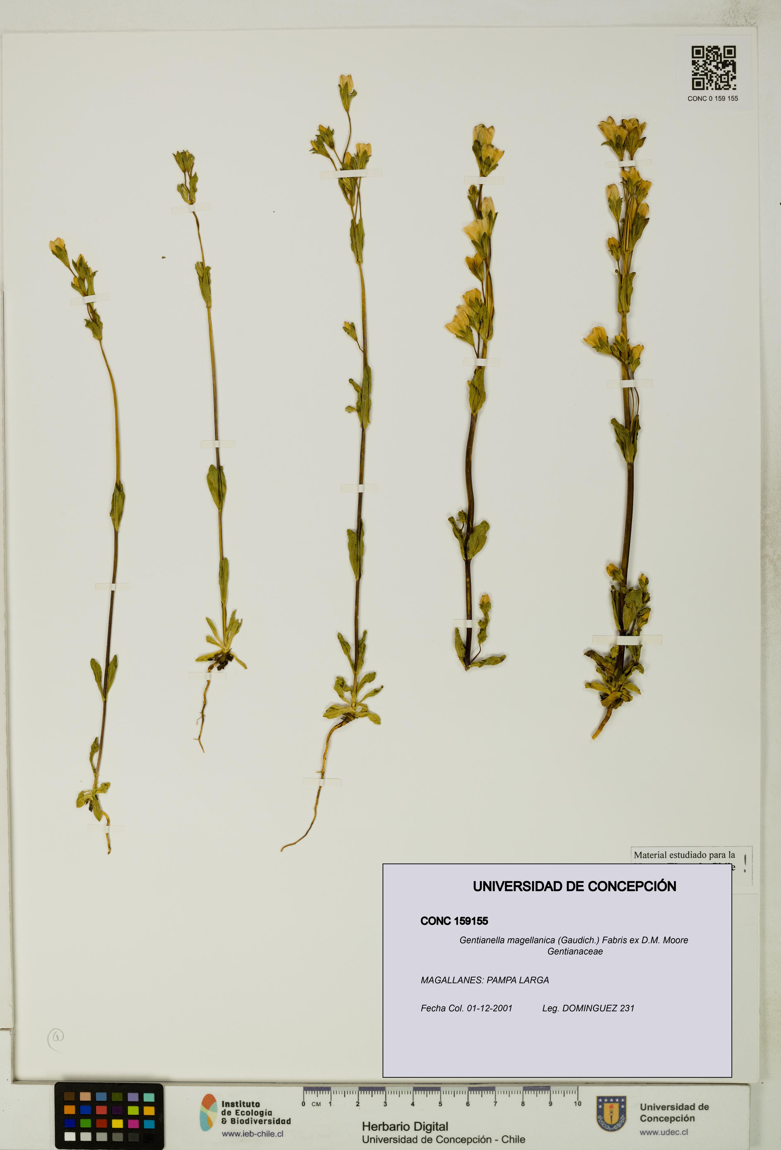 Gentianella magellanica [Espécimen: UDEC:CONC:0159155]