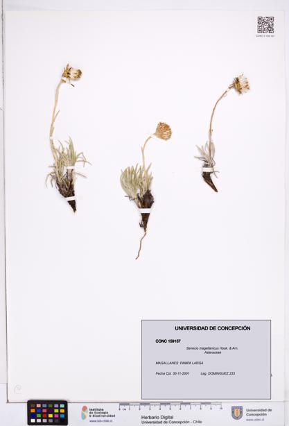 Senecio magellanicus [Espécimen: ]