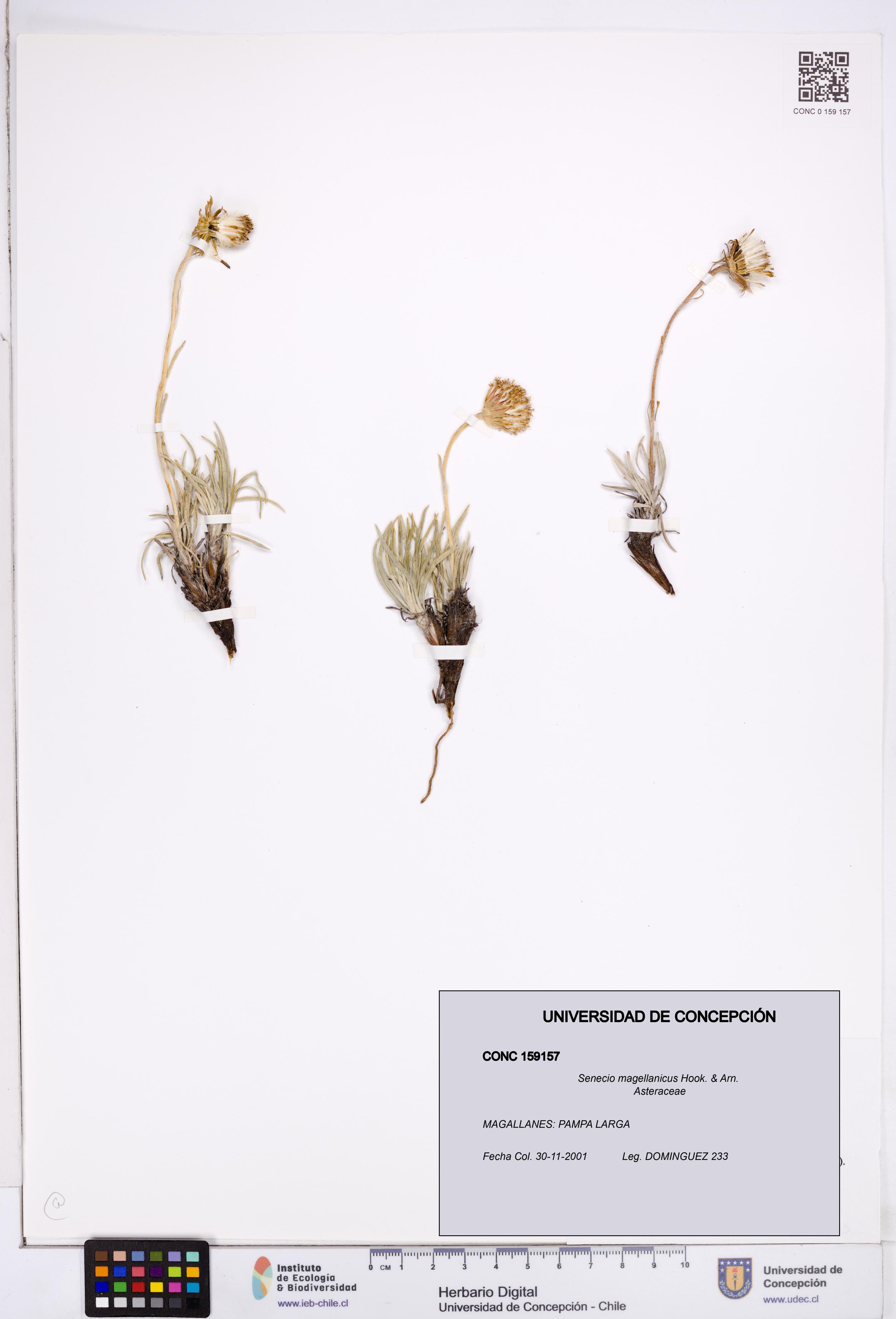 Senecio magellanicus [Espécimen: ]