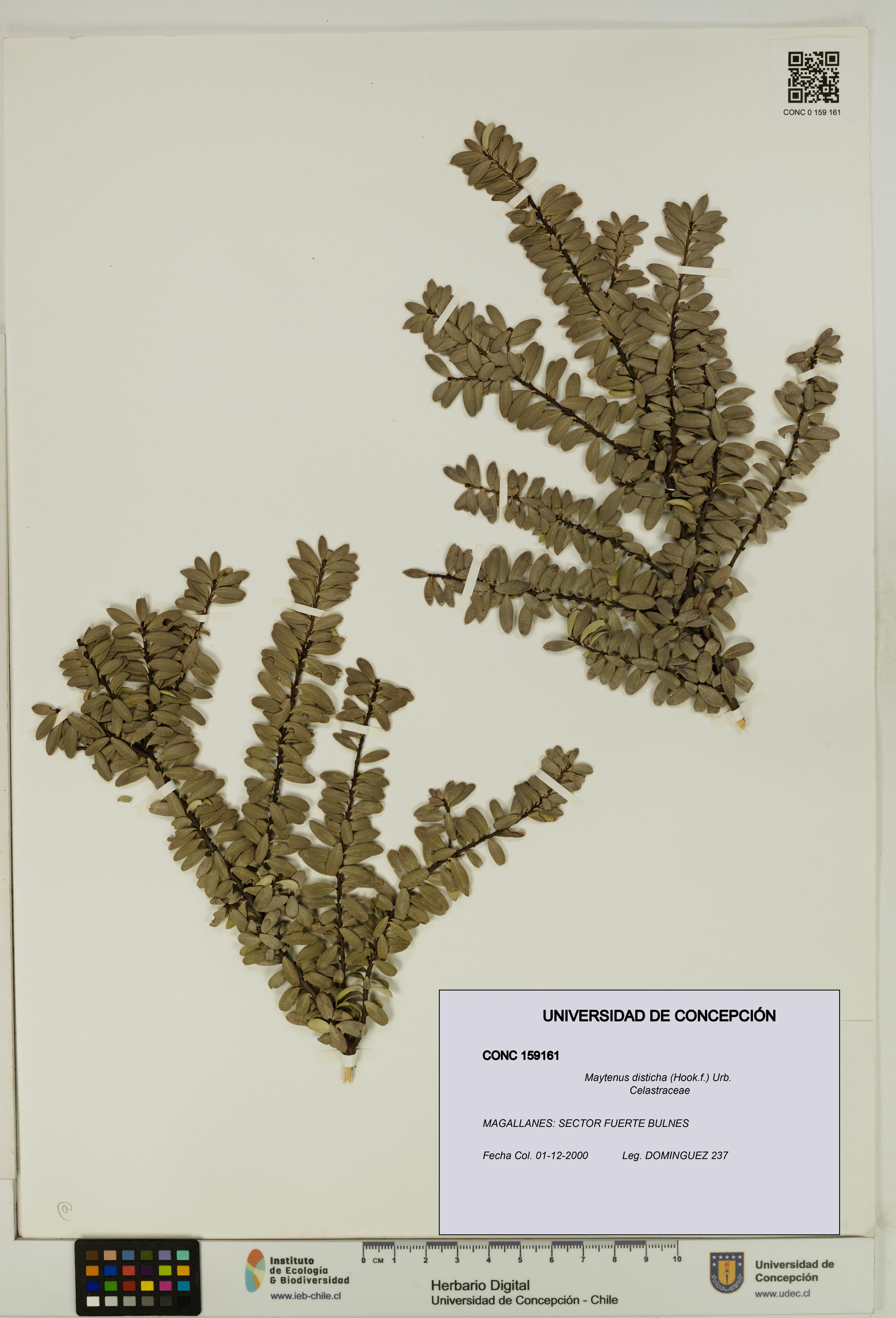 Maytenus disticha [Espécimen: UDEC:CONC:0159161]