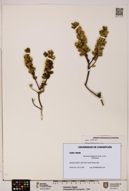 Baccharis patagonica [Espécimen: UDEC:CONC:0159163]