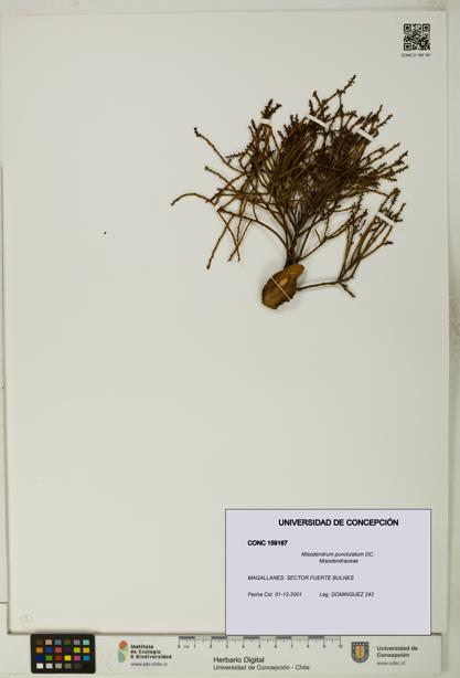 Misodendrum punctulatum [Espécimen: UDEC:CONC:0159167]