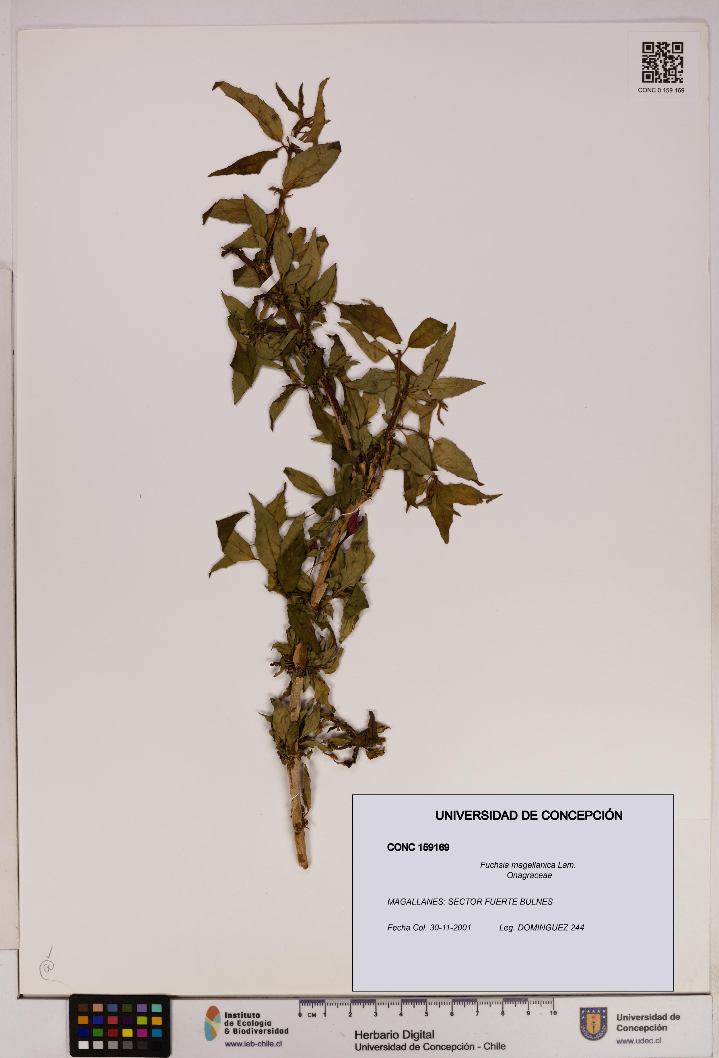 Fuchsia magellanica [Espécimen: UDEC:CONC:0159169]