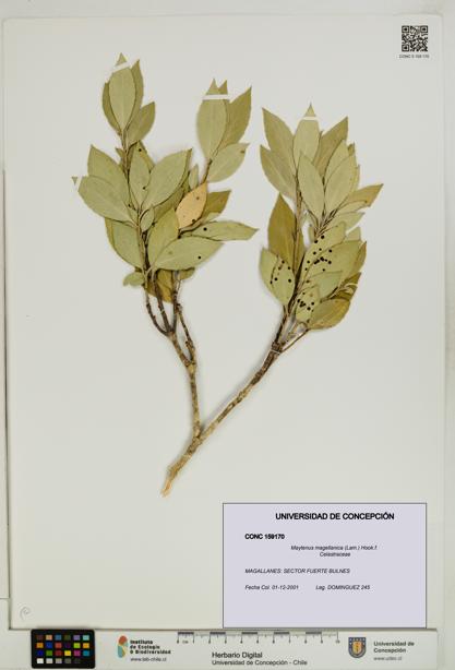 Maytenus magellanica [Espécimen: UDEC:CONC:0159170]