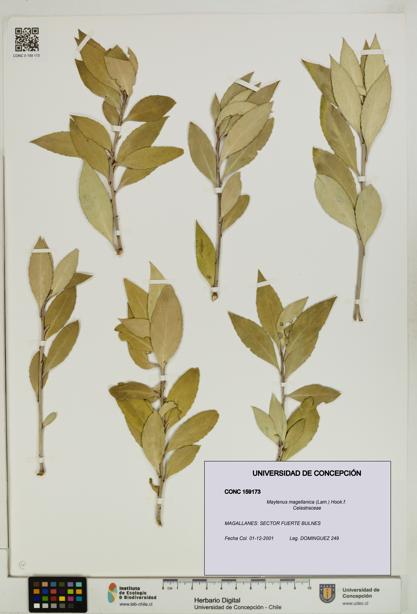 Maytenus magellanica [Espécimen: UDEC:CONC:0159173]