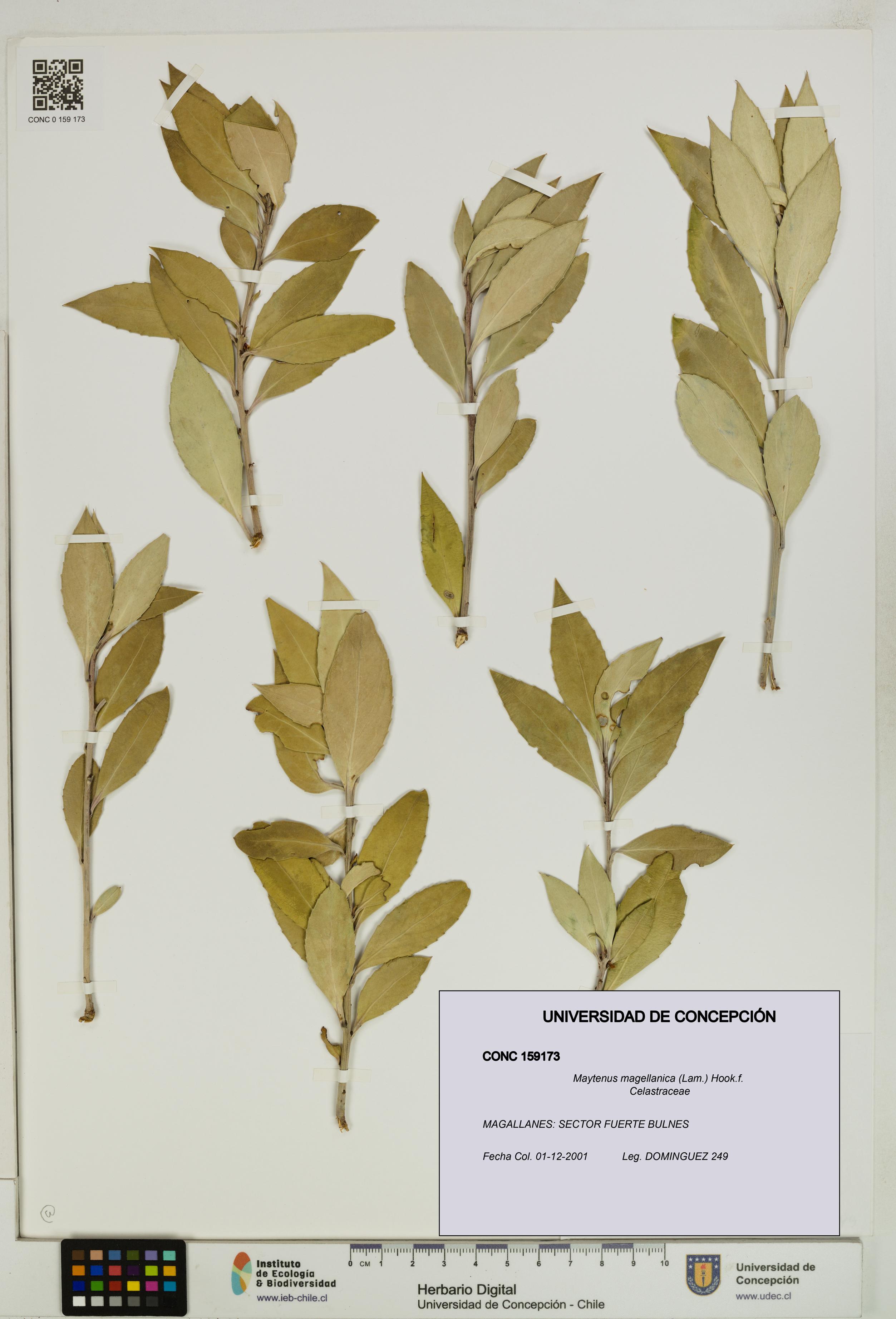 Maytenus magellanica [Espécimen: UDEC:CONC:0159173]
