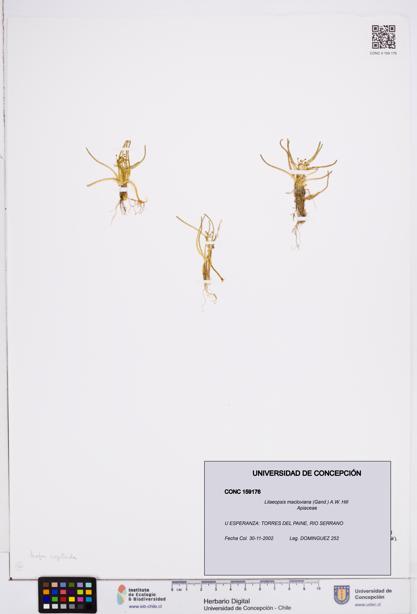 Lilaeopsis macloviana [Espécimen: ]