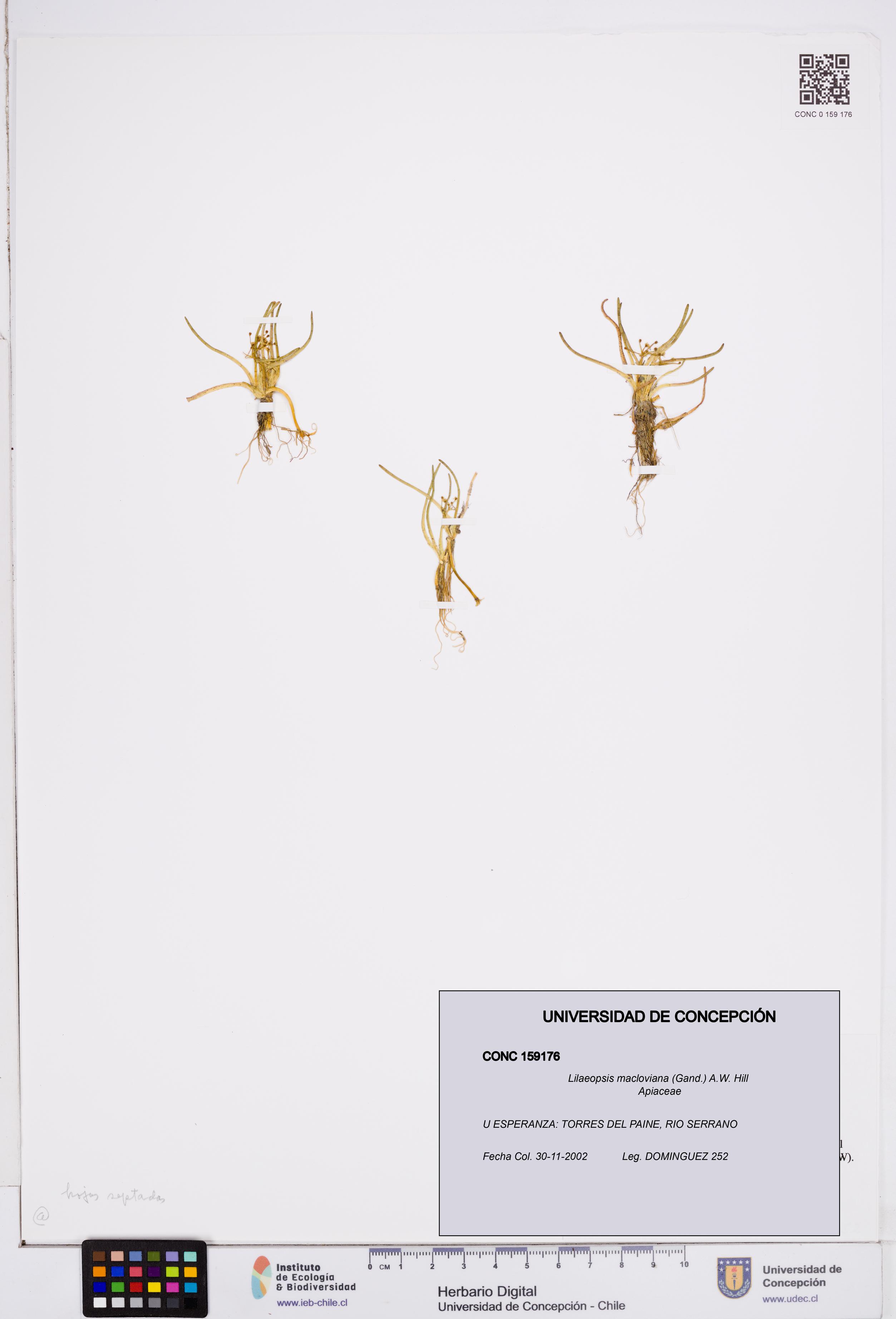 Lilaeopsis macloviana [Espécimen: ]