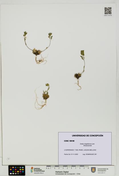 Draba magellanica [Espécimen: UDEC:CONC:0159185]