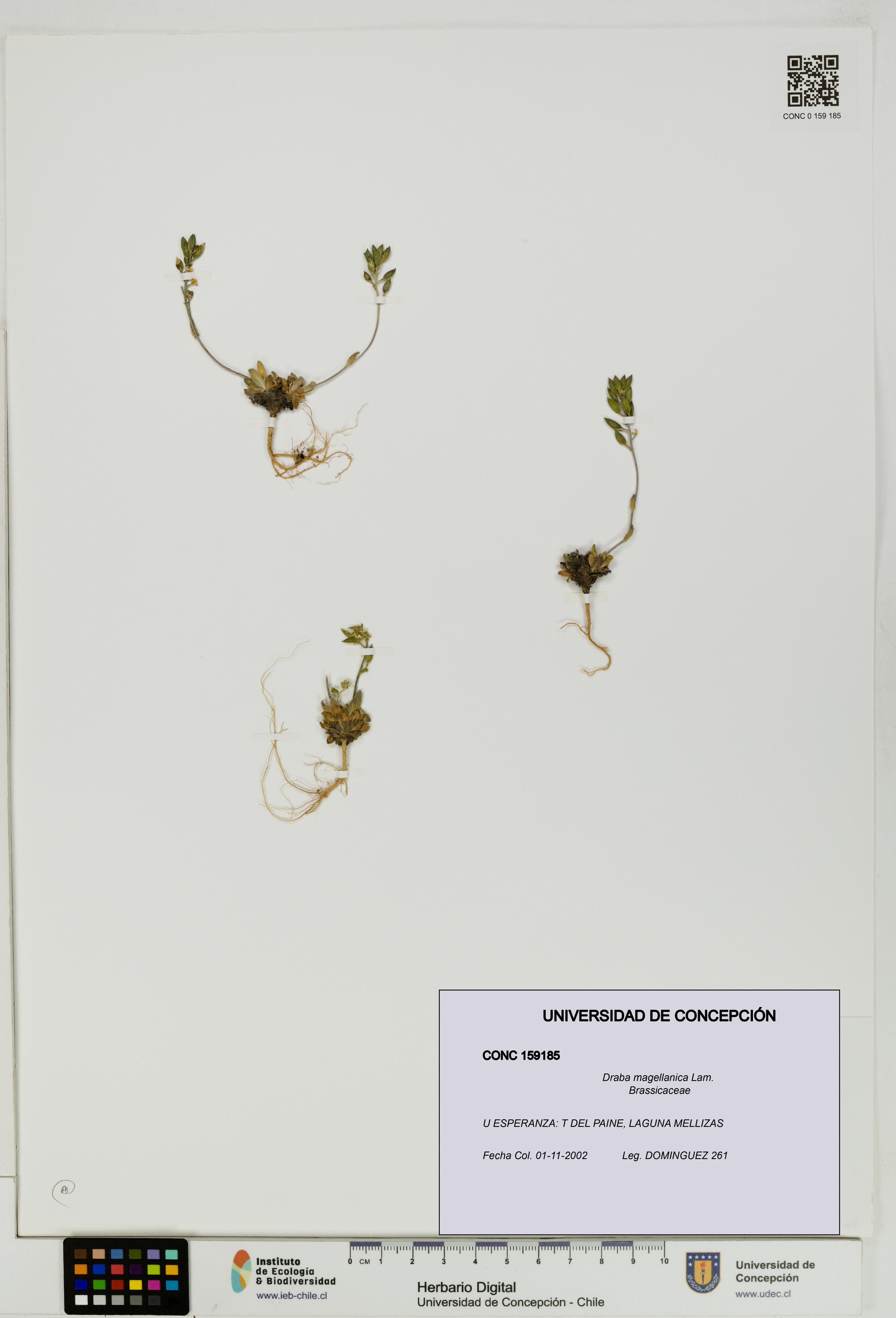 Draba magellanica [Espécimen: UDEC:CONC:0159185]